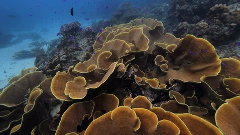 Thumbnail for Corals and Symbionts - Marine Pollution