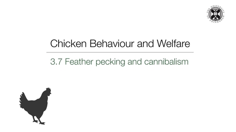 Thumbnail for entry Week 3 :  3.7 Feather Pecking and Cannibalism