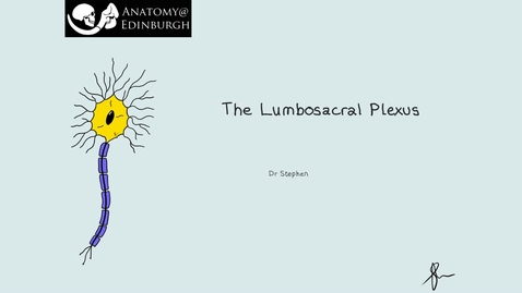 Thumbnail for entry Lumbosacral Plexus