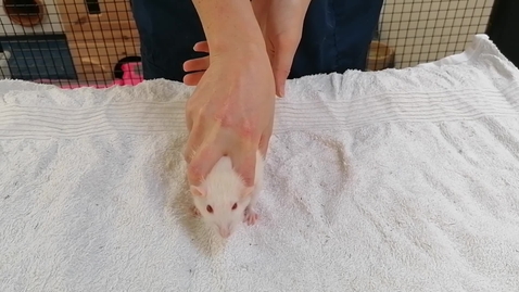 Thumbnail for entry Rat Handling - Restraint