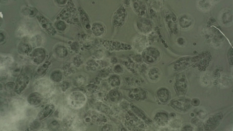 Thumbnail for 6073 No.19 Neg: Pigment