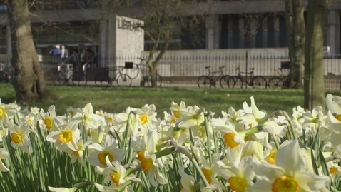 Thumbnail for entry Daffodils in George Square