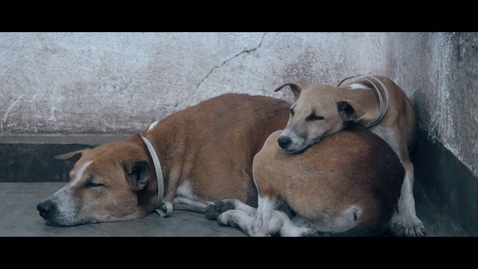 Thumbnail for Street Dog