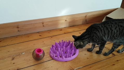 Thumbnail for Athena and puzzle feeders