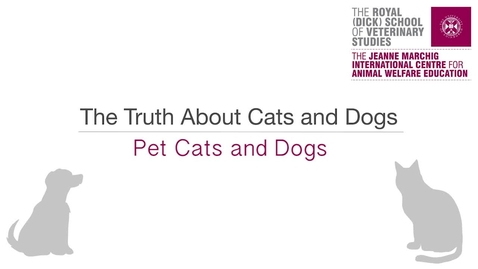 Thumbnail for Pet Cats and Dogs