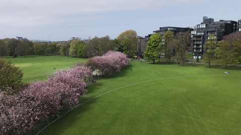 Thumbnail for Drone The Meadows park cherry blossom tracking forward