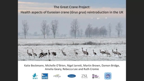 Thumbnail for The Great Crane Project