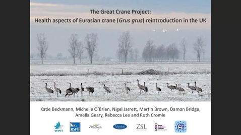 Thumbnail for entry The Great Crane Project