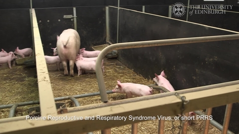 Thumbnail for entry Gene edited pigs are resistant to billion dollar virus