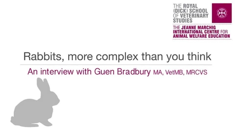 Thumbnail for Interview 3-4 Rabbits, More Complex Than You Think.mp4