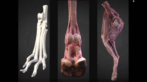 Thumbnail for entry Demonstration of 3D anatomy models at R(D)SVS