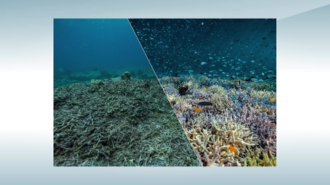 Thumbnail for Nitrogen as a Potential Stressor - Marine Pollution