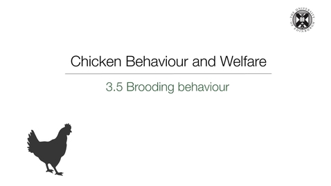 Thumbnail for Week 3:  3.5 Brooding Behaviour