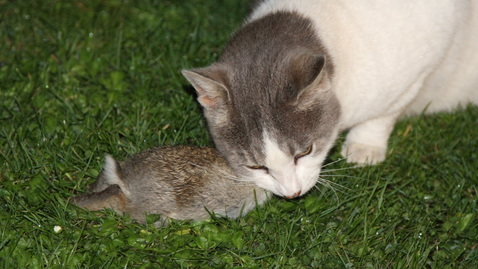 Thumbnail for Domestic cat and hunting