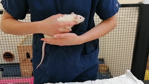 Thumbnail for entry Rat Handling - Hold in to Body