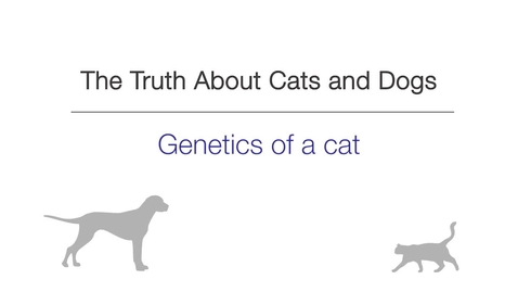 Thumbnail for entry Week 2 - Genetics of a Cat