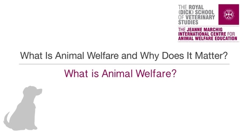 Thumbnail for Wk 2 - What is Animal Welfare