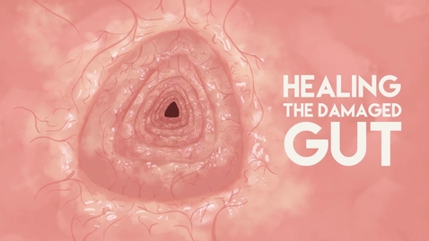 Thumbnail for entry Healing the damaged gut