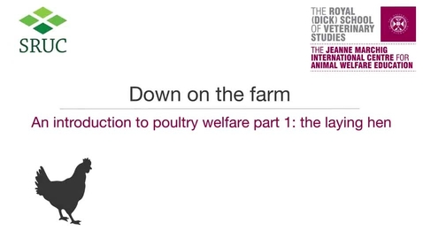 Thumbnail for Animal Welfare 4-3a The Laying Hen.mp4