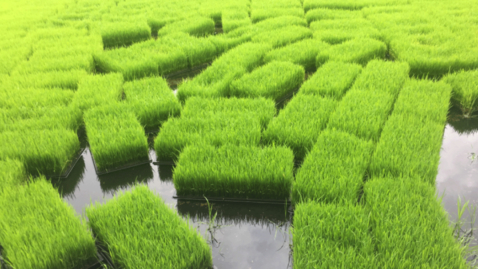 Thumbnail for entry Rice Production: Transplanted Rice