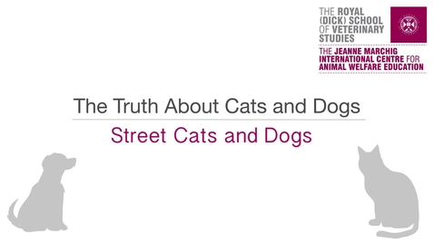 Thumbnail for Street Cats and Dogs