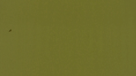 Thumbnail for 6179 Ants NEG
