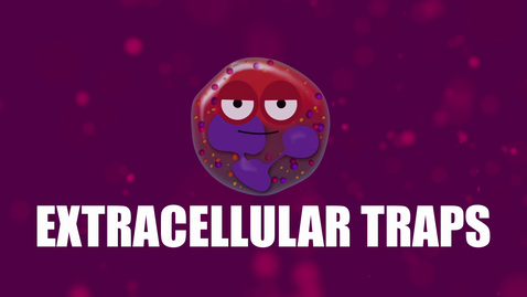 Thumbnail for entry Supercytes - How to say 'Extracellular traps'