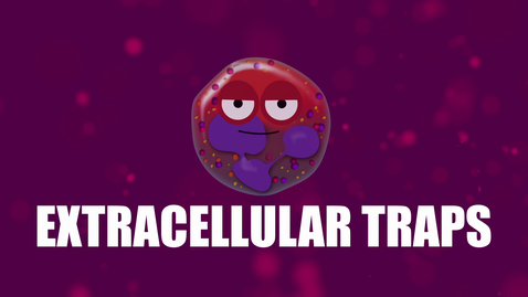Thumbnail for Supercytes - How to say 'Extracellular traps'