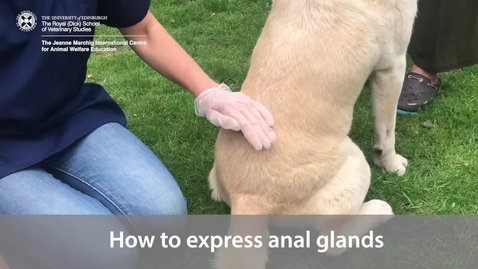 Thumbnail for entry Expressing Anal Glands