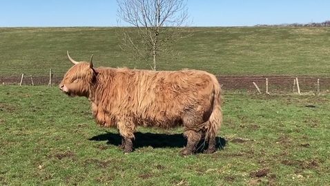 Thumbnail for Highland Cow by David C Murray free to use via Pexels