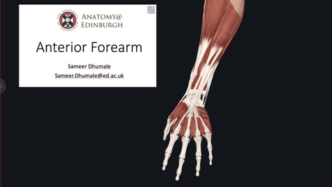 Thumbnail for entry Anterior Forearm