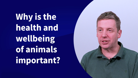 Thumbnail for entry Why is the health and wellbeing of animals important?