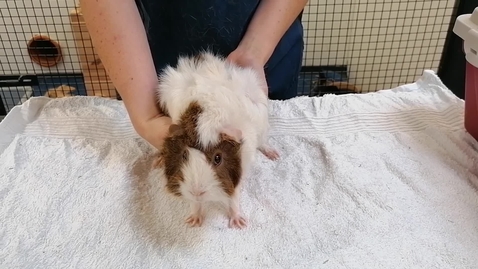 Thumbnail for entry Guinea Pig Handling - Holding in to Body