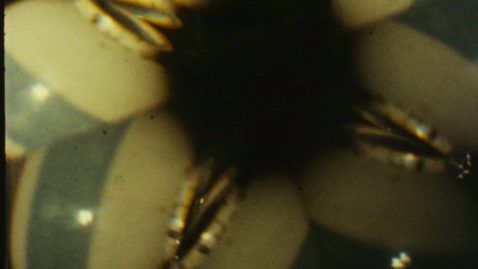 Thumbnail for 6084 Kaleidoscope Experiment