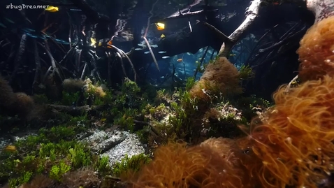 Thumbnail for Rainforests of the Sea - Nitrogen Pollution
