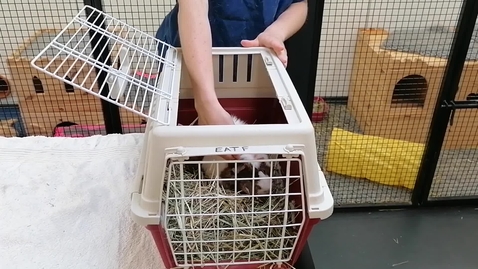 Thumbnail for entry Guinea Pig Handling - Removing from Carrier on Table