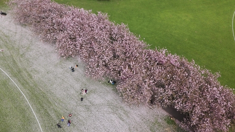 Thumbnail for Drone The Meadows cherry blossom spin