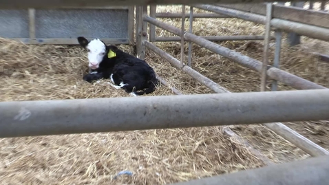 Thumbnail for Calf - 2 Days