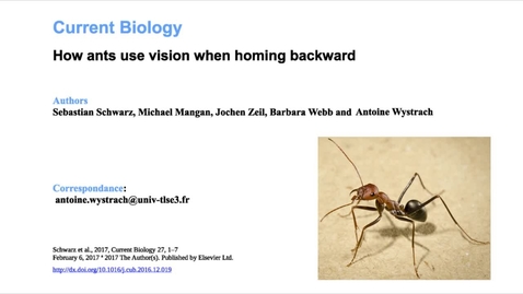 Thumbnail for Sun and memories help ants navigate backwards