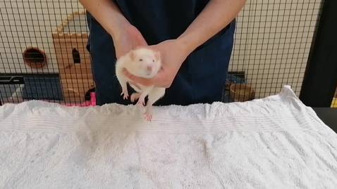 Thumbnail for entry Rat Handling - Tipping to Sex