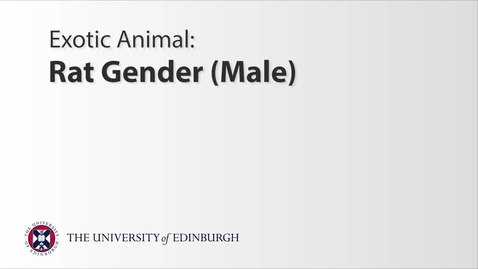 Thumbnail for entry Exotics: Rat Gender - Male
