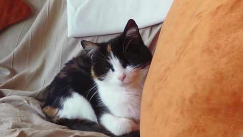 Thumbnail for Blinking relaxed cat clip