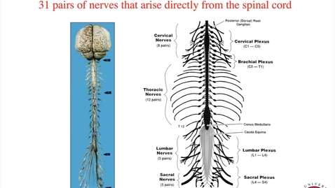 Thumbnail for MBChB2 Neuro Pre-Practical Lecture 5_2_2021