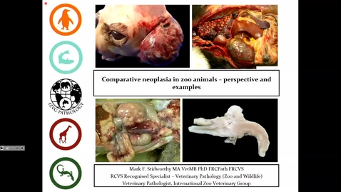 Thumbnail for Saturday 13:45 - Mark Stidworthy: Comparative neoplasia in zoo animals - perspective and examples.