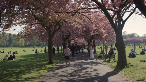 Thumbnail for Meadows - Middle Meadow Walk