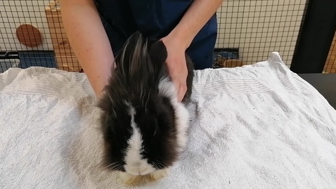 Thumbnail for entry Rabbit Handling - Tipping to Sex