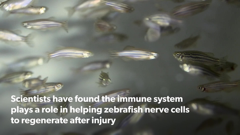 Thumbnail for Fish immune cells lend clues to spinal cord repair
