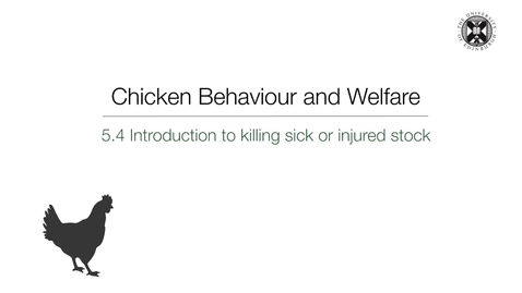 Thumbnail for Week 5:  5.4 Introduction to Killing Sick or Injured Stock
