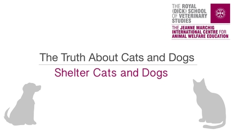 Thumbnail for Shelter cats and dogs