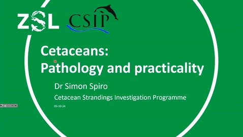 Thumbnail for Saturday 15:45 - Simon Spiro: Cetacean